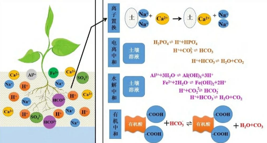 土壤鹽堿化的改良