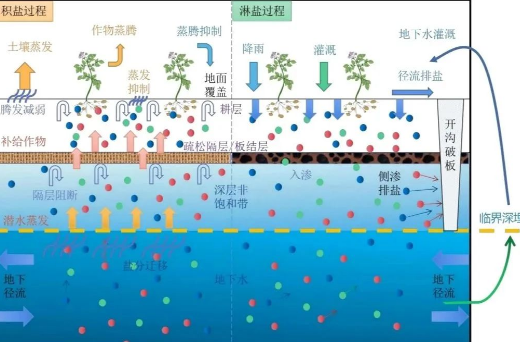 土壤鹽堿化的改良