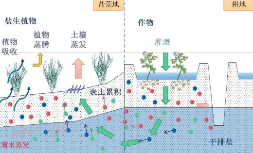 土壤鹽堿化的改良