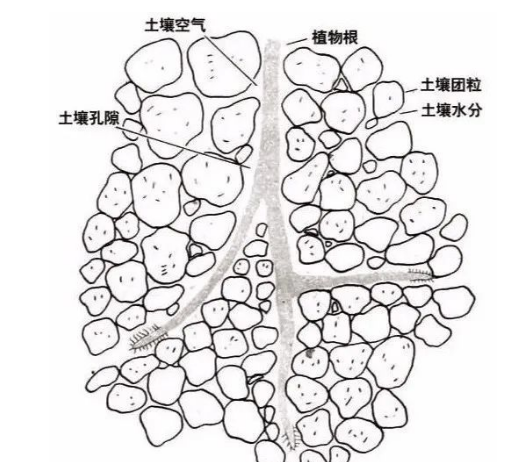 01  土壤的基本結(jié)構(gòu)  土壤是由固體、液體、氣體三種狀態(tài)物質(zhì)組成的疏松多孔結(jié)構(gòu)，具有給植物生長發(fā)育提供養(yǎng)分