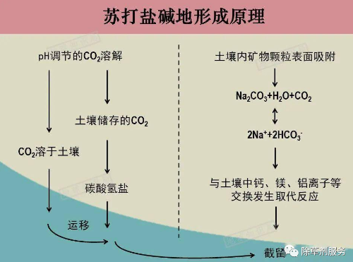 土壤的鹽堿是怎么來的？