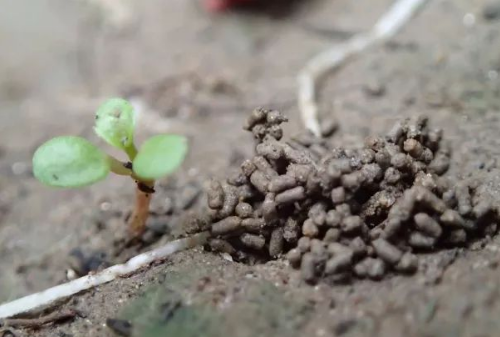 土壤有機質(zhì)的功能和作用