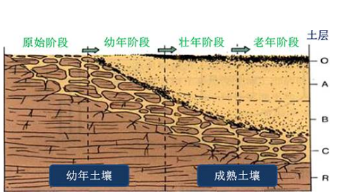 土壤有機(jī)質(zhì)的作用和增加方法