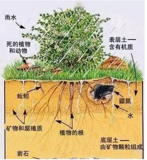 土壤有機(jī)質(zhì)的作用和增加方法