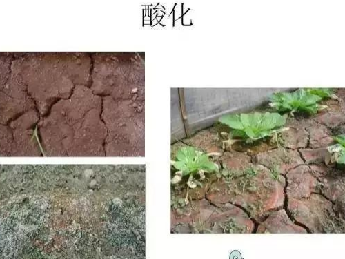 中央緊急發(fā)布：”土壤改良“不能等了！2024全國立即執(zhí)行！