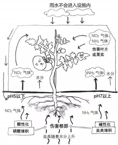 土壤過(guò)度施肥造成的障礙