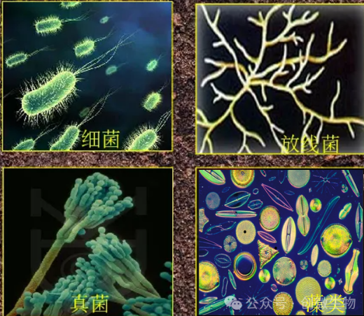 農(nóng)田土壤生態(tài)系統(tǒng)中，土壤的耕作與管理模式對土壤生物均會產(chǎn)生一定的影響，促使土壤生態(tài)系統(tǒng)內(nèi)的各種生態(tài)因