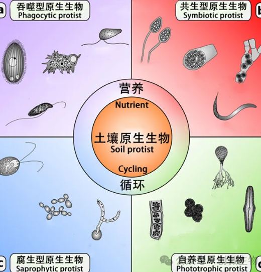 農(nóng)田土壤生態(tài)系統(tǒng)中，土壤的耕作與管理模式對土壤生物均會產(chǎn)生一定的影響，促使土壤生態(tài)系統(tǒng)內(nèi)的各種生態(tài)因