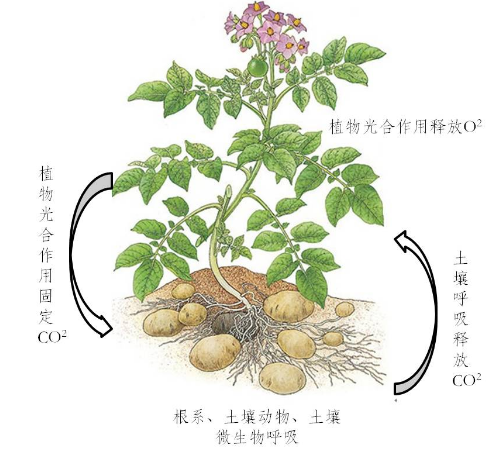 土壤的呼吸