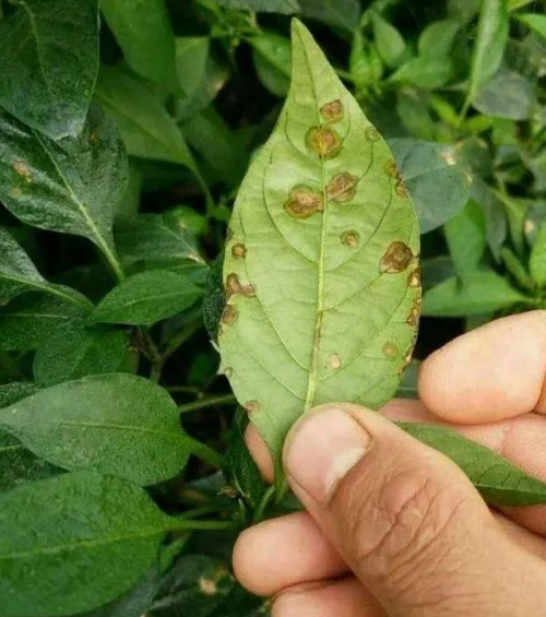 含菌的肥料對(duì)土壤有啥好處？菌肥改良土壤的妙用！