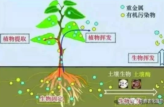 作物根系生長(zhǎng)三要素