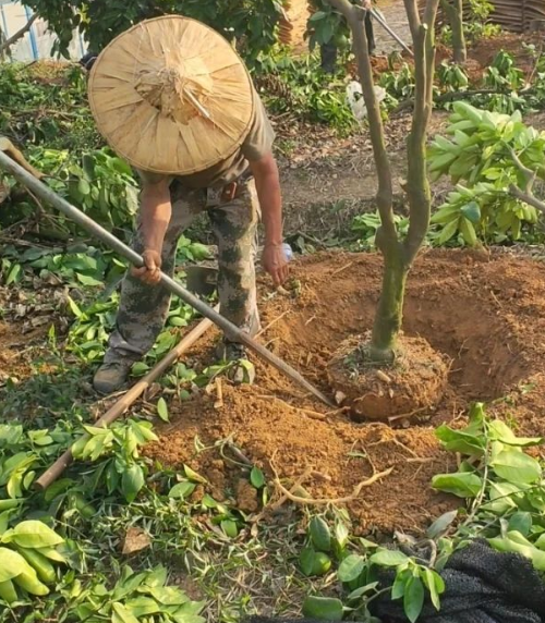 菜園土壤改良土質(zhì)元素含量小妙招