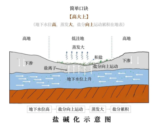 高考地理中的土壤鹽堿化