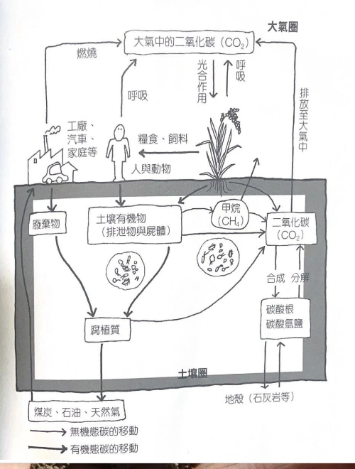 土壤里的碳循環(huán)是這樣的