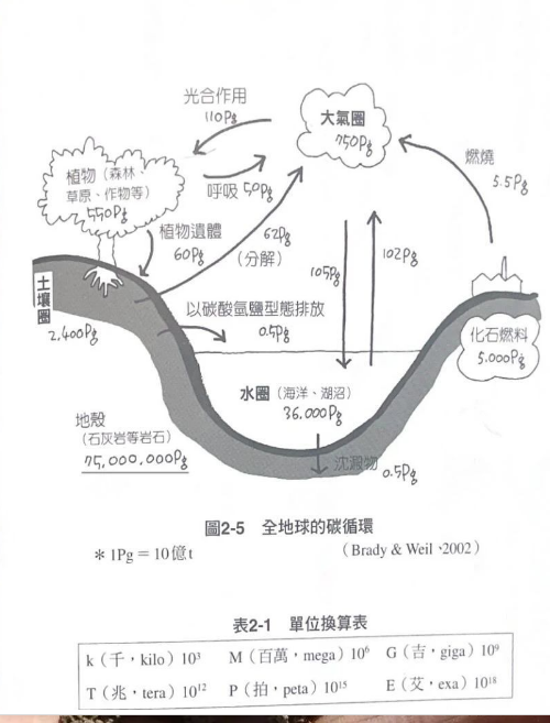 土壤里的碳循環(huán)是這樣的