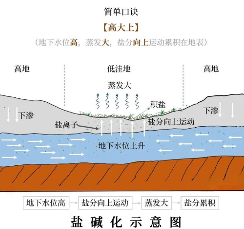 土壤里的鹽堿