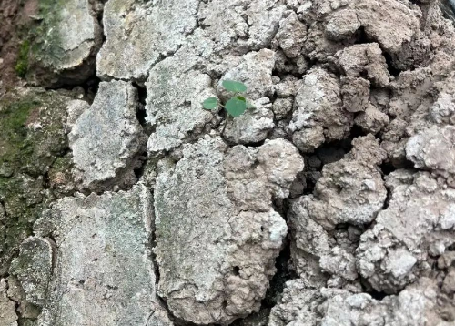 隱藏的耕地資源—鹽堿地！