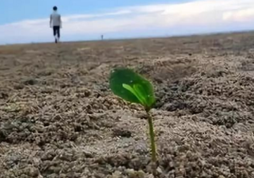 土壤改良不是那么容易！花了錢把地還改得越來越糟糕！