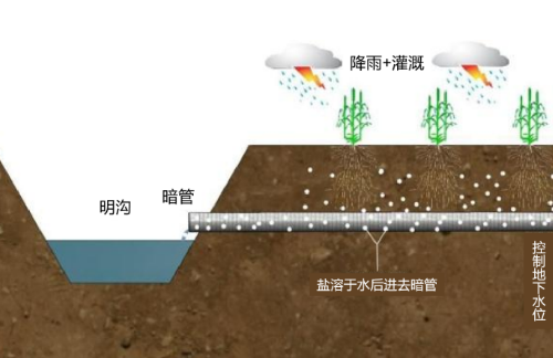 土壤鹽漬化分為原生鹽漬化和次生鹽堿化兩類