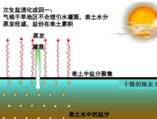 土壤鹽漬化分為原生鹽漬化和次生鹽堿化兩類