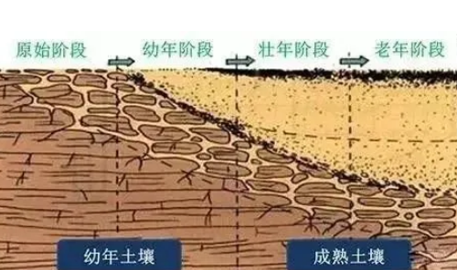 耕地土壤常見的10大病害，快看看你家農(nóng)田占了幾條？