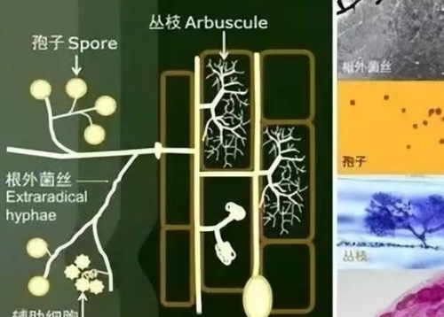 我國土壤分布以及微生物在土壤改良上的作用→