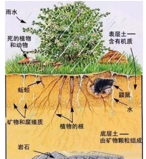 【自然農(nóng)法】如何提高果園土壤有機(jī)質(zhì)？