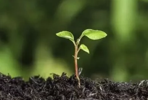 土壤的pH對植物有多重要？