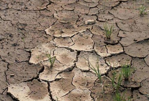 綜合改造利用鹽堿地要把握好“以地適種”“以種適地”以及要素保障這三個(gè)關(guān)鍵！