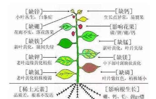 土壤—植物營養(yǎng)—人體健康的關(guān)系！