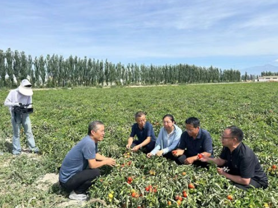 院企科研項(xiàng)目結(jié)碩果——成都華宏生物成功解決"番茄列當(dāng)"世界難題