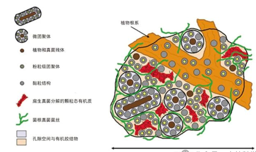 “礦物質(zhì)—有機質(zhì)—微生物”相互作用