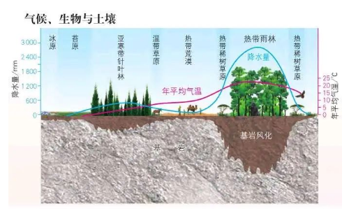 高考地理：土壤剖面、成土因素、土壤養(yǎng)護