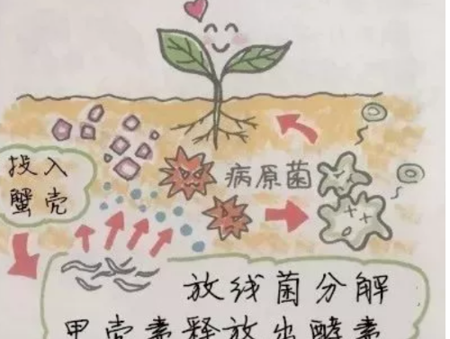 關于土壤微生物的5大疑惑