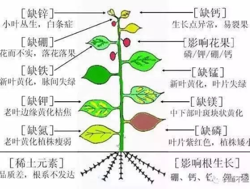 土壤—植物營養(yǎng)—人體健康的關(guān)系