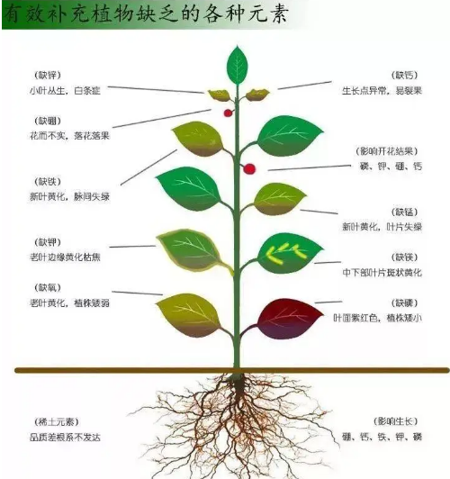 植物必需營(yíng)養(yǎng)元素之間的關(guān)系！