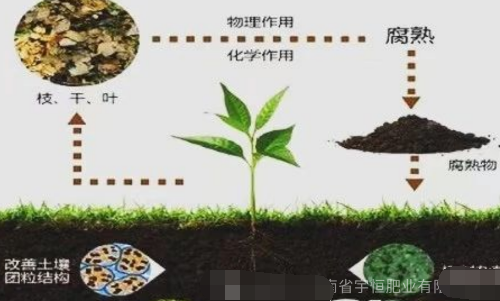 土壤有機質(zhì)是什么？