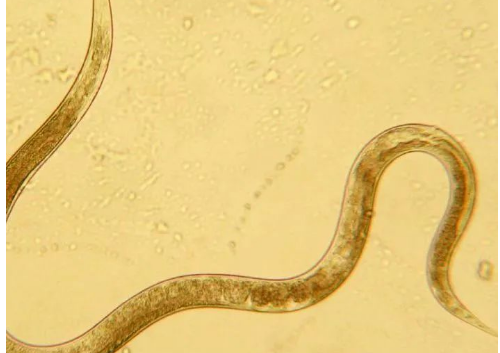 土壤微生物及其在土壤中的作用→