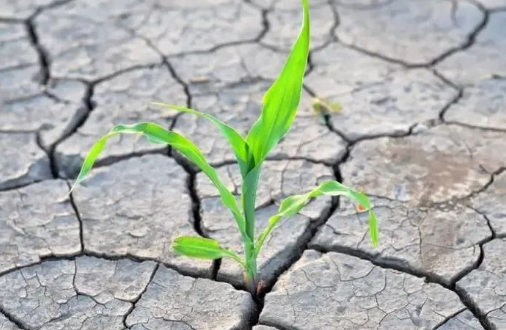 土壤的生命核心是微生物→