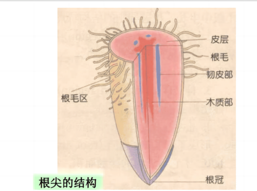 植物怎么“吃飯”呢？