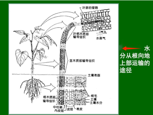 植物怎么“吃飯”呢？