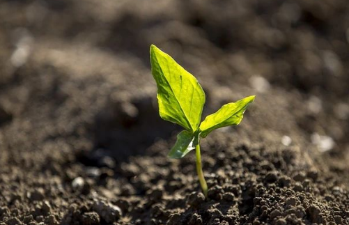 解決土壤重茬問題的有效策略