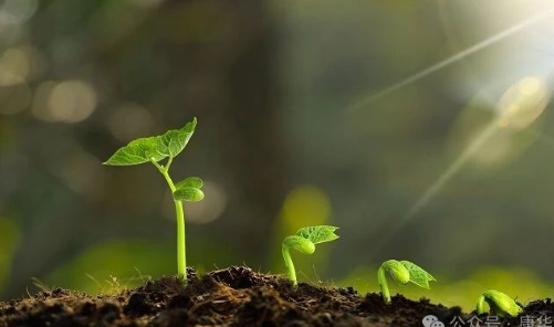 土壤肥力下降的原因及如何讓微生物發(fā)揮作用