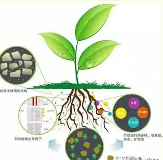 土壤有機(jī)質(zhì)的含量與微生物的關(guān)系！