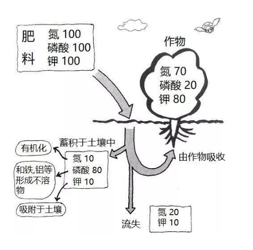 土壤過度施肥造成的障礙有哪些？如何避免？