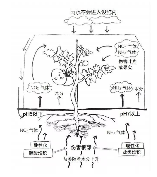 土壤過度施肥造成的障礙有哪些？如何避免？