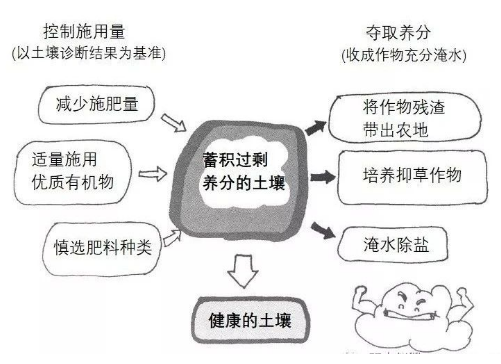 土壤過度施肥造成的障礙有哪些？如何避免？