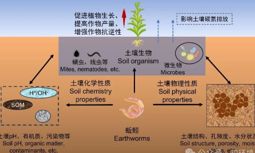 土壤中的動物——改良土壤的先鋒